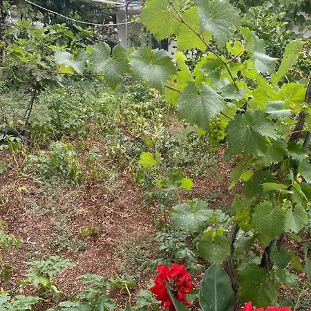 Valbona Garden Himara